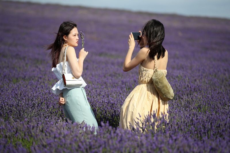A woman poses for a photo at Hitchin Lavender farm in Ickleford, Britain, August 4, 2020. (Photo by Peter Cziborra/Reuters)